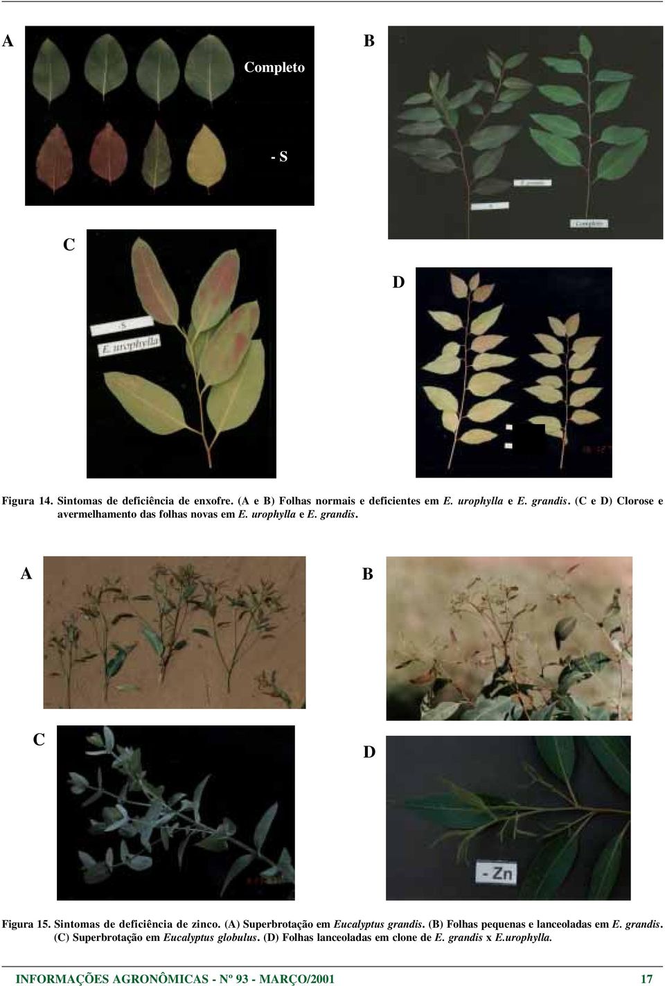 Sintomas de deficiência de zinco. (A) Superbrotação em Eucalyptus grandis. () Folhas pequenas e lanceoladas em E. grandis. (C) Superbrotação em Eucalyptus globulus.