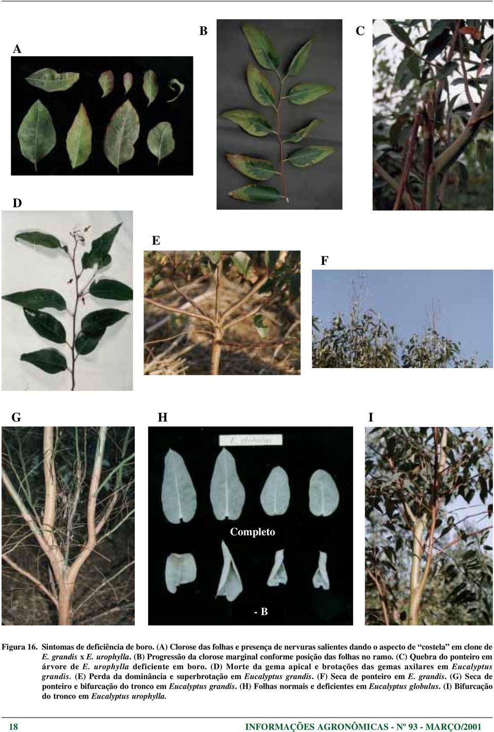 (D) Morte da gema apical e brotações das gemas axilares em Eucalyptus grandis. (E) Perda da dominância e superbrotação em Eucalyptus grandis. (F) Seca de ponteiro em E. grandis. (G) Seca de ponteiro e bifurcação do tronco em Eucalyptus grandis.