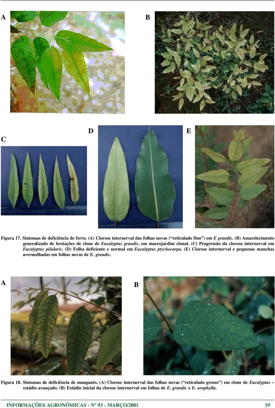 (D) Folha deficiente e normal em Eucalyptus ptychocarpa. (E) Clorose internerval e pequenas manchas avermelhadas em folhas novas de E. grandis. A Figura 18.