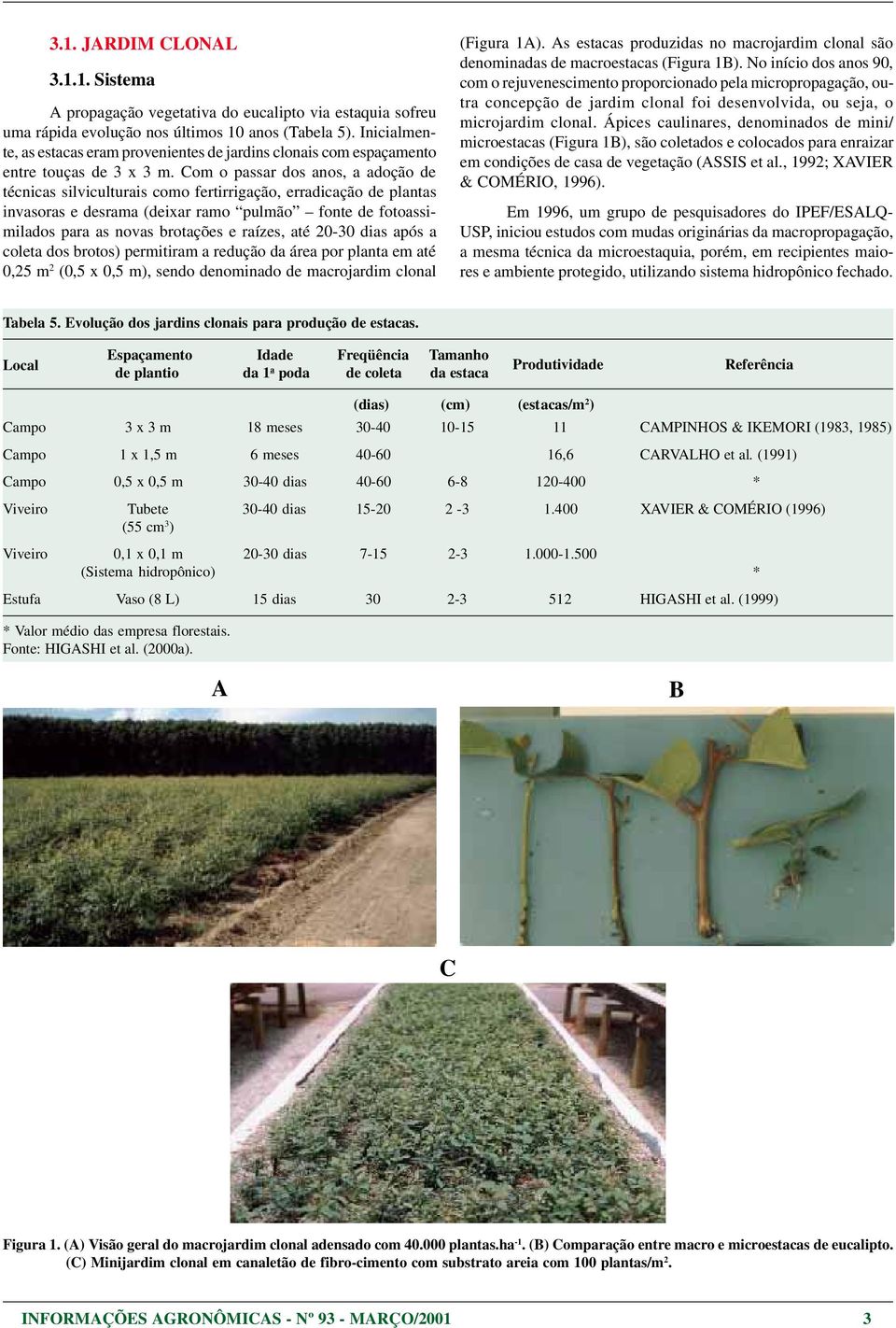 Com o passar dos anos, a adoção de técnicas silviculturais como fertirrigação, erradicação de plantas invasoras e desrama (deixar ramo pulmão fonte de fotoassimilados para as novas brotações e