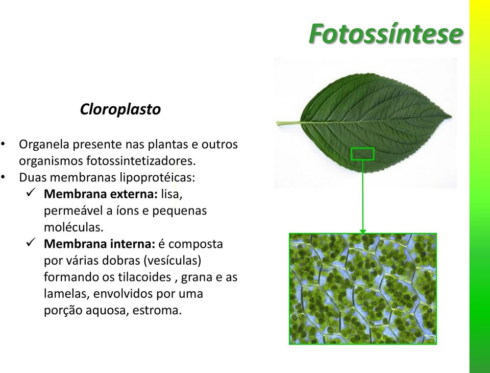 Duas membranas lipoprotéicas: Membrana externa: lisa, permeável a íons e