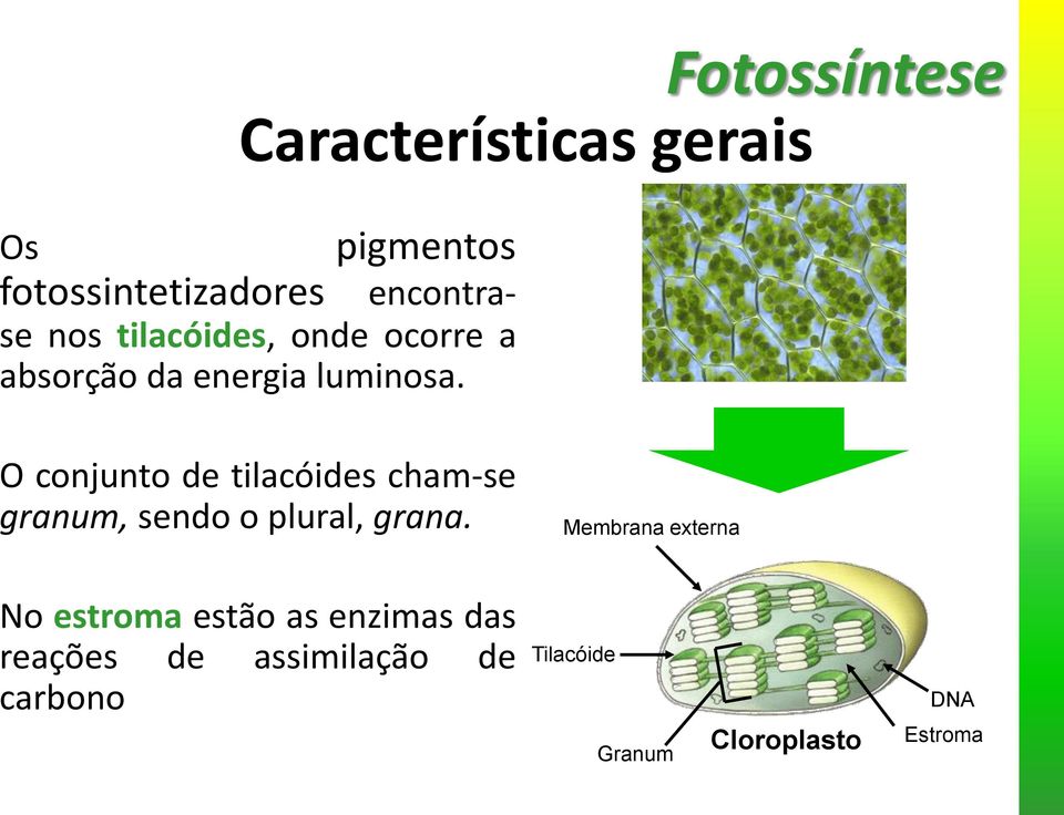 O conjunto de tilacóides cham-se granum, sendo o plural, grana.