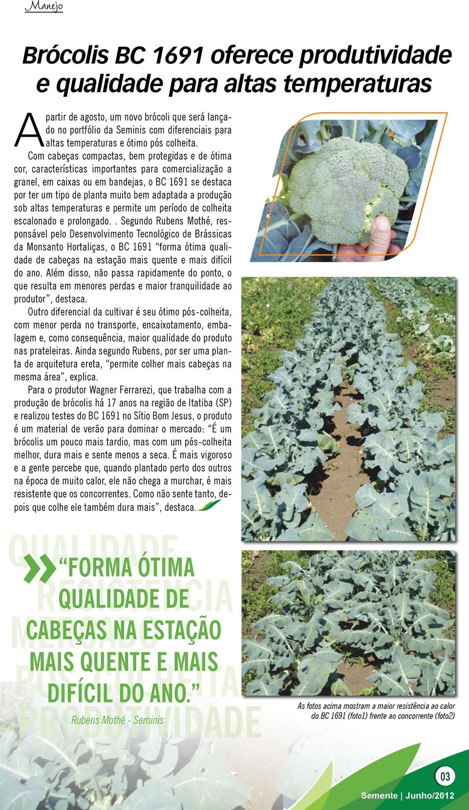 Com cabeças compactas, bem protegidas e de ótima cor, características importantes para comercialização a granel, em caixas ou em bandejas, o BC 1691 se destaca por ter um tipo de planta muito bem