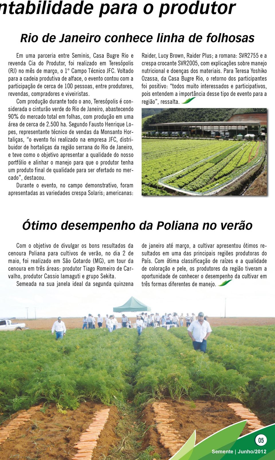 Com produção durante todo o ano, Teresópolis é considerada o cinturão verde do Rio de Janeiro, abastecendo 90% do mercado total em folhas, com produção em uma área de cerca de 2.500 ha.