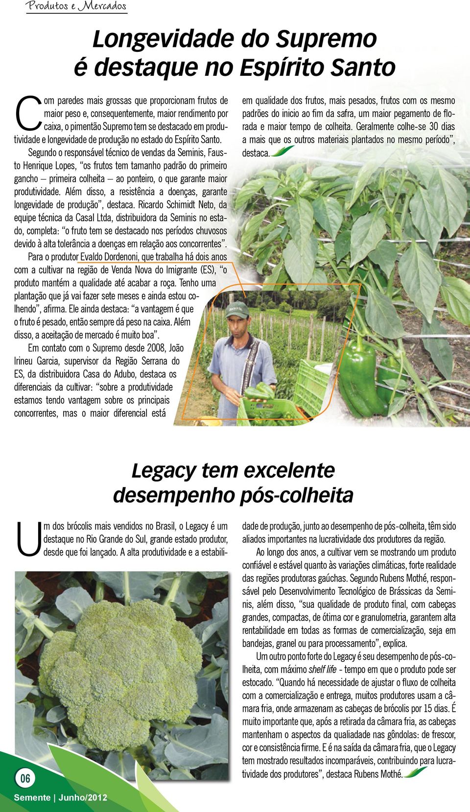 Segundo o responsável técnico de vendas da Seminis, Fausto Henrique Lopes, os frutos tem tamanho padrão do primeiro gancho primeira colheita ao ponteiro, o que garante maior produtividade.