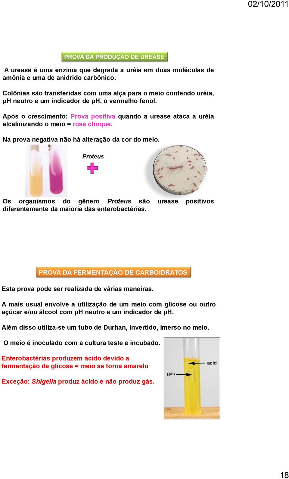 Após o crescimento: Prova positiva quando a urease ataca a uréia alcalinizando o meio = rosa choque. Na prova negativa não há alteração da cor do meio.