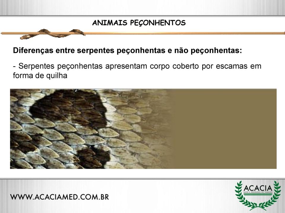 peçonhentas: - Serpentes peçonhentas