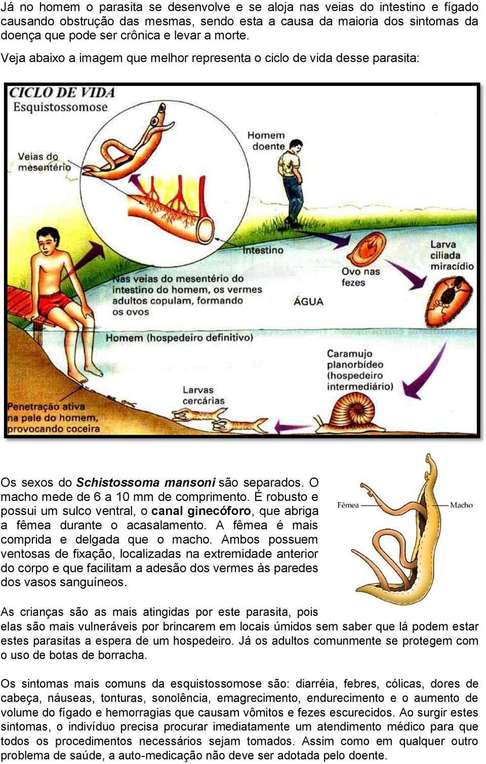 É robusto e possui um sulco ventral, o canal ginecóforo, que abriga a fêmea durante o acasalamento. A fêmea é mais comprida e delgada que o macho.