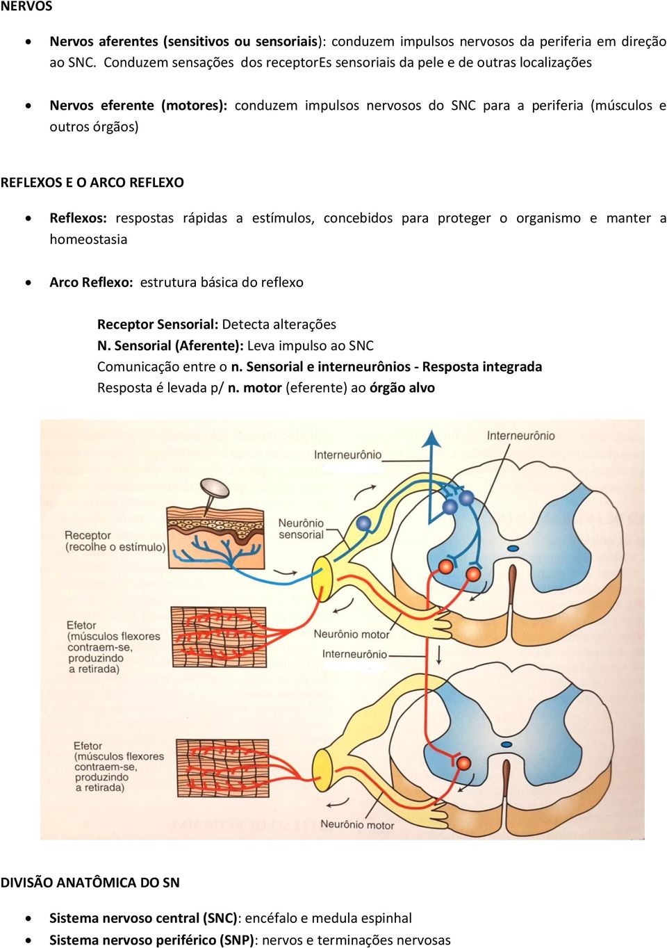 ARCO REFLEXO Reflexos: respostas rápidas a estímulos, concebidos para proteger o organismo e manter a homeostasia Arco Reflexo: estrutura básica do reflexo Receptor Sensorial: Detecta alterações N.