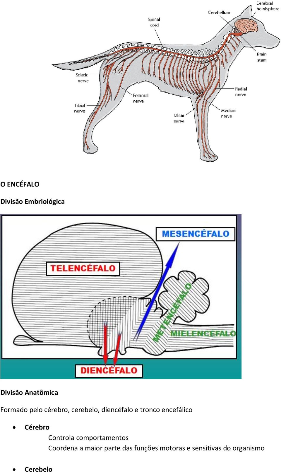 encefálico Cérebro Controla comportamentos Coordena a