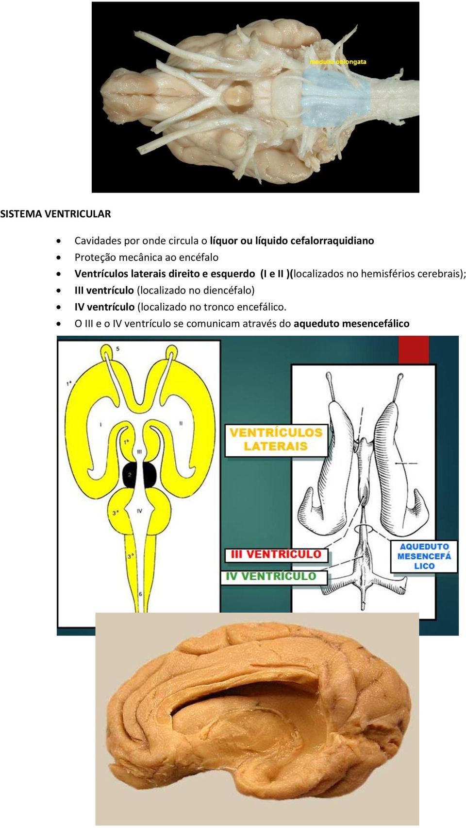 )(localizados no hemisférios cerebrais); III ventrículo (localizado no diencéfalo) IV