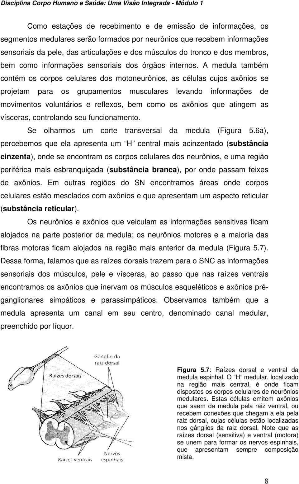 A medula também contém os corpos celulares dos motoneurônios, as células cujos axônios se projetam para os grupamentos musculares levando informações de movimentos voluntários e reflexos, bem como os