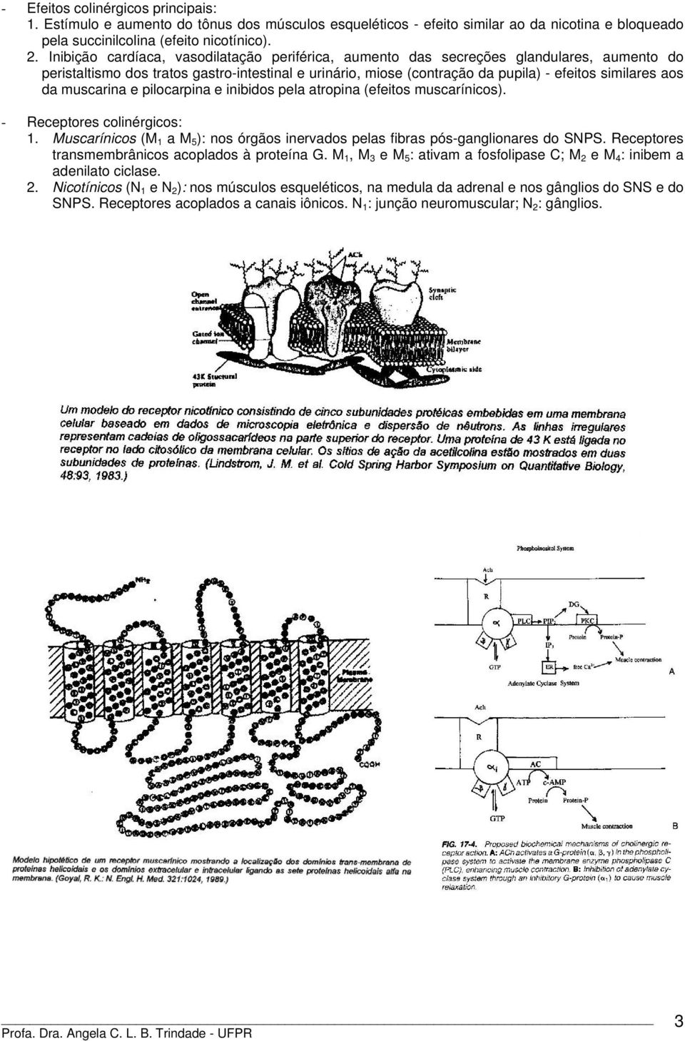 da muscarina e pilocarpina e inibidos pela atropina (efeitos muscarínicos). - eceptores colinérgicos: 1. Muscarínicos (M 1 a M 5 ): nos órgãos inervados pelas fibras pós-ganglionares do SPS.