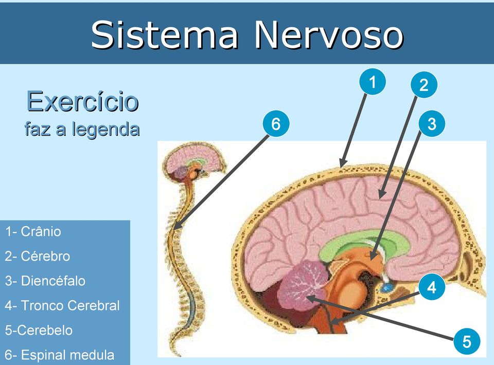 Cérebro 3 Diencéfalo 4 Tronco