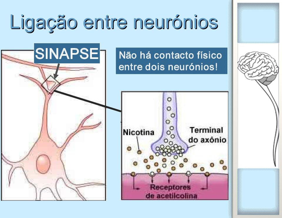 SINAPSE Não há