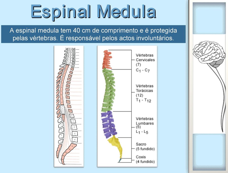 protegida pelas vértebras.