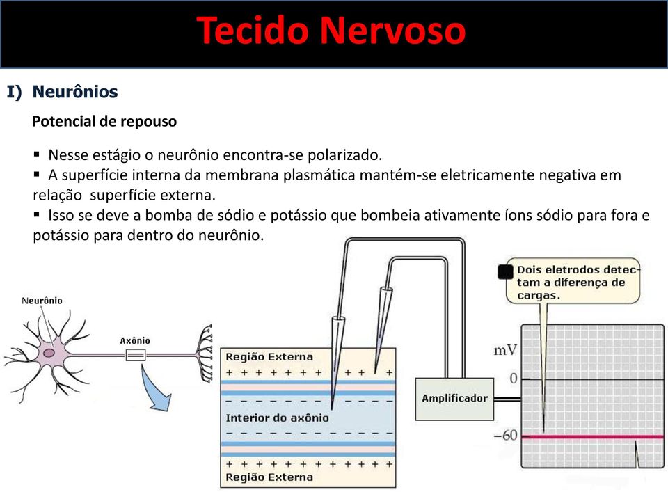 A superfície interna da membrana plasmática mantém-se eletricamente negativa