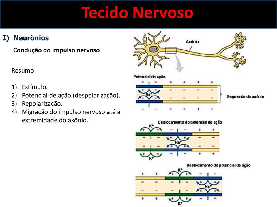 2) Potencial de ação (despolarização).