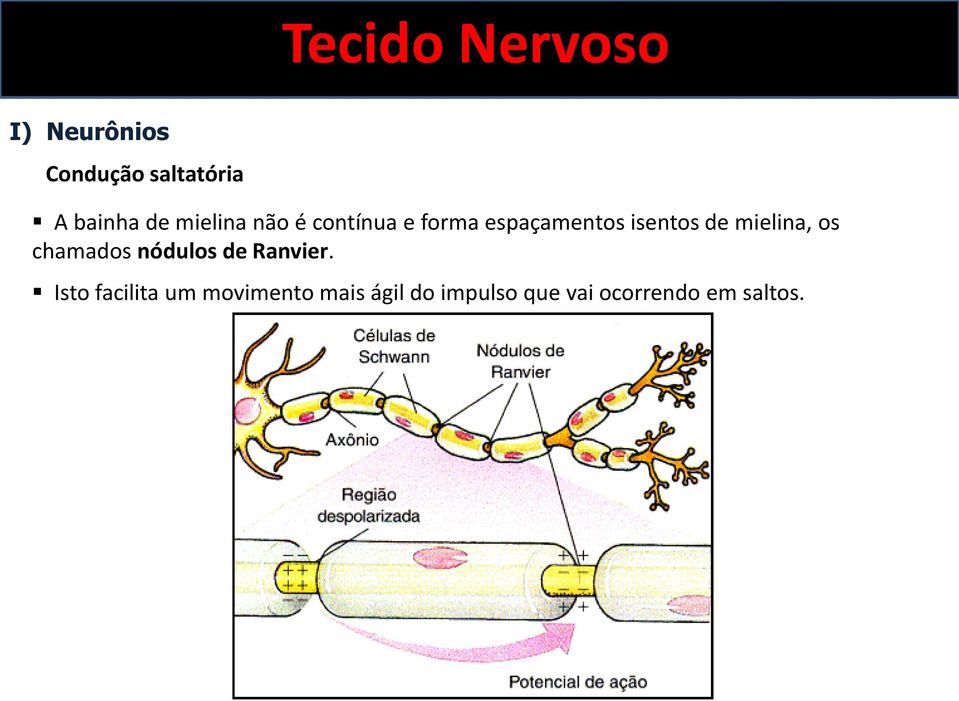mielina, os chamados nódulos de Ranvier.