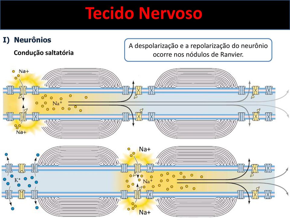 a repolarização do neurônio