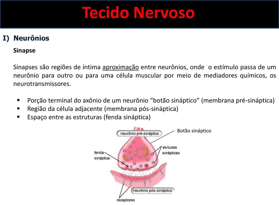neurotransmissores.
