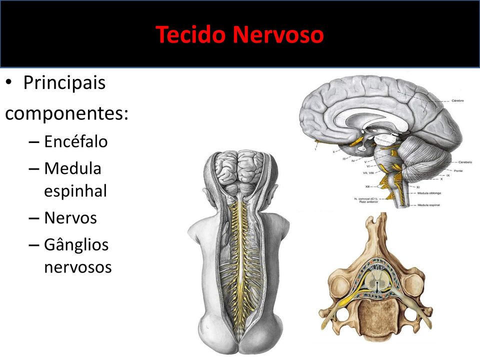 Encéfalo Medula