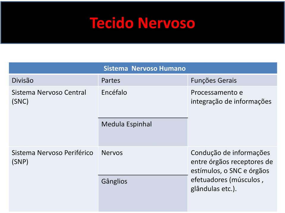 Sistema Nervoso Periférico (SNP) Nervos Gânglios Condução de informações entre