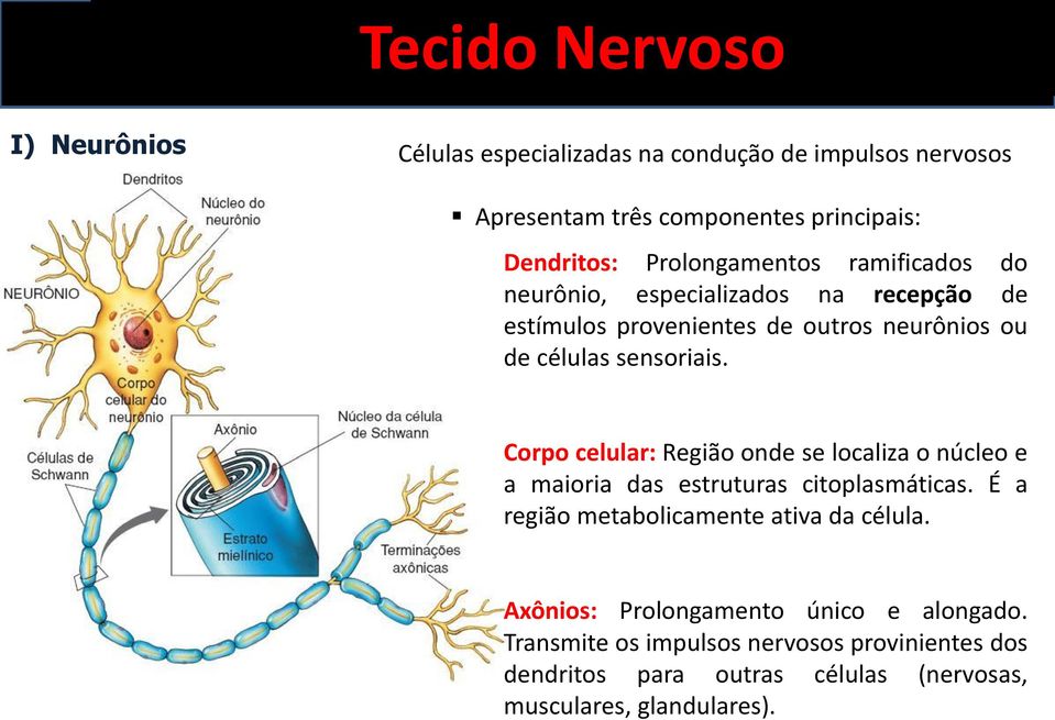 Corpo celular: Região onde se localiza o núcleo e a maioria das estruturas citoplasmáticas. É a região metabolicamente ativa da célula.