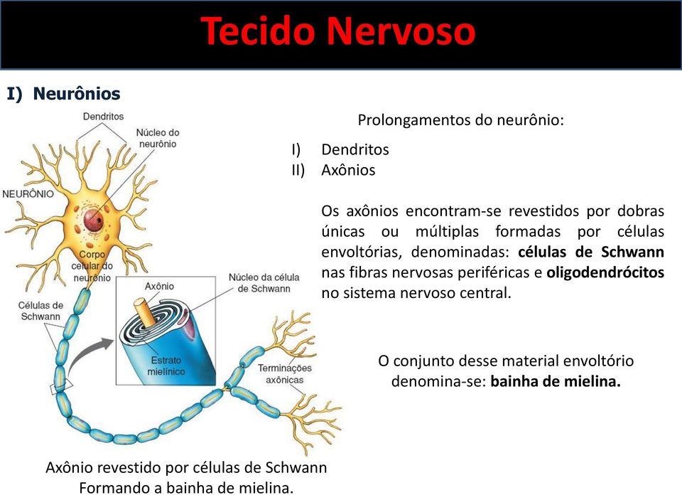 fibras nervosas periféricas e oligodendrócitos no sistema nervoso central.
