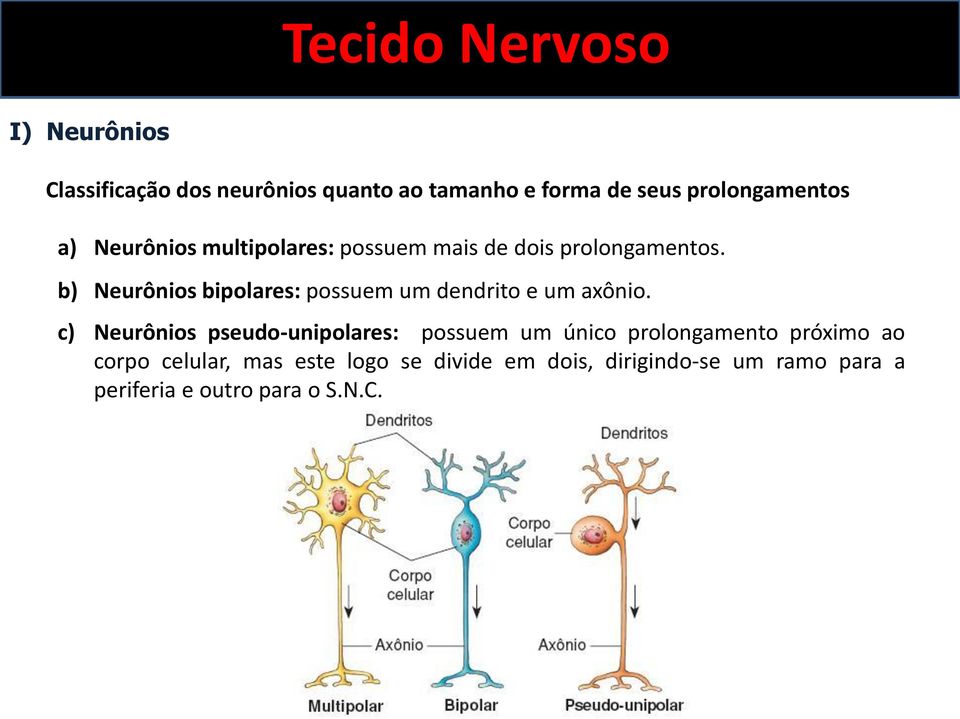 b) Neurônios bipolares: possuem um dendrito e um axônio.