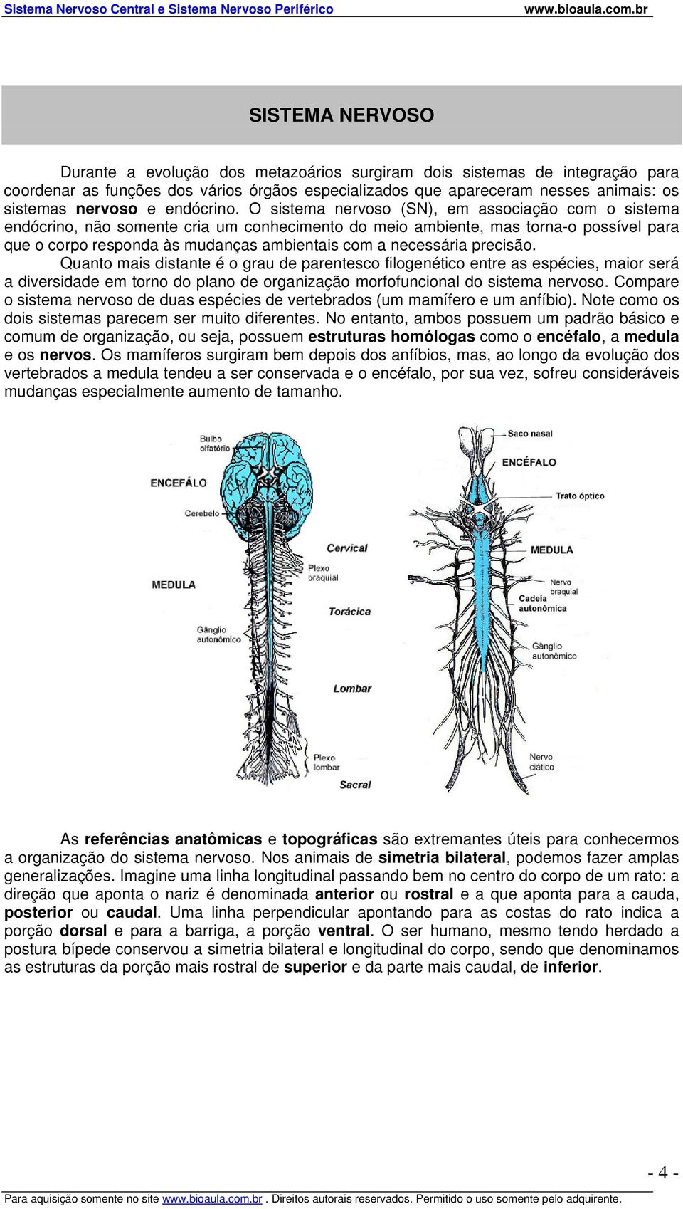 O sistema nervoso (SN), em associação com o sistema endócrino, não somente cria um conhecimento do meio ambiente, mas torna-o possível para que o corpo responda às mudanças ambientais com a