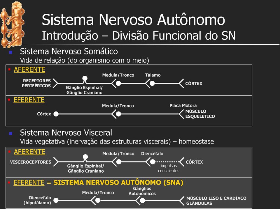 Visceral Vida vegetativa (inervação das estruturas viscerais) homeostase AFERENTE Medula/Tronco Diencéfalo VISCEROCEPTORES Gânglio Espinhal/ Gânglio