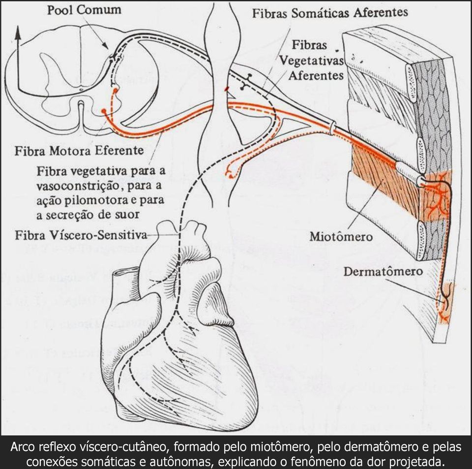 pelas conexões somáticas e autônomas,