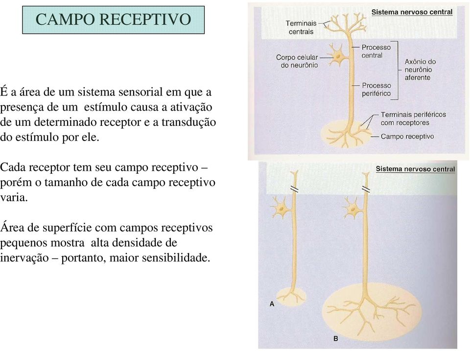 Cada receptor tem seu campo receptivo porém o tamanho de cada campo receptivo varia.