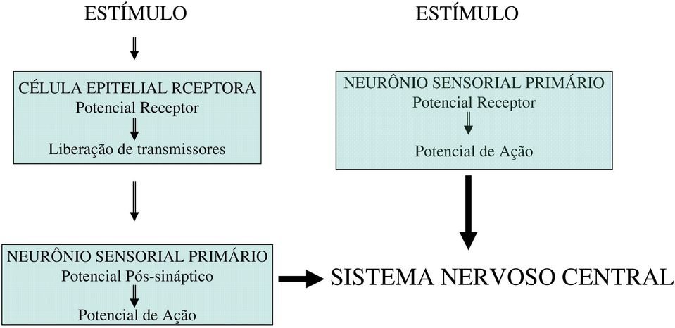 PRIMÁRIO Potencial Receptor Potencial de Ação NEURÔNIO