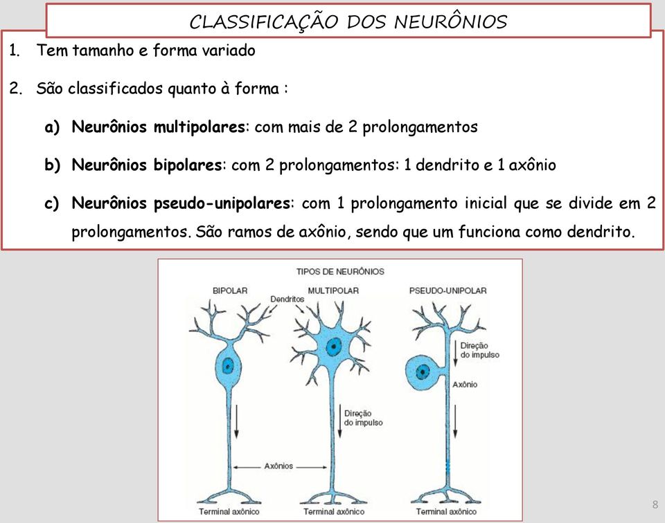Neurônios bipolares: com 2 prolongamentos: 1 dendrito e 1 axônio c) Neurônios