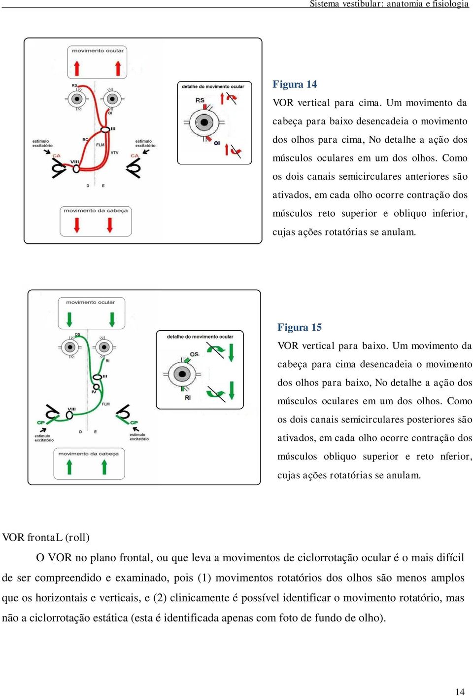 Figura 15 VOR vertical para baixo. Um movimento da cabeça para cima desencadeia o movimento dos olhos para baixo, No detalhe a ação dos músculos oculares em um dos olhos.