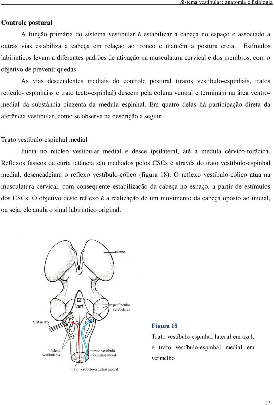 As vias descendentes mediais do controle postural (tratos vestíbulo-espinhais, tratos retículo- espinhaiss e trato tecto-espinhal) descem pela coluna ventral e terminam na área ventromedial da