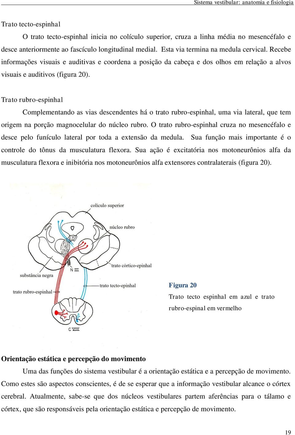 Trato rubro-espinhal Complementando as vias descendentes há o trato rubro-espinhal, uma via lateral, que tem origem na porção magnocelular do núcleo rubro.