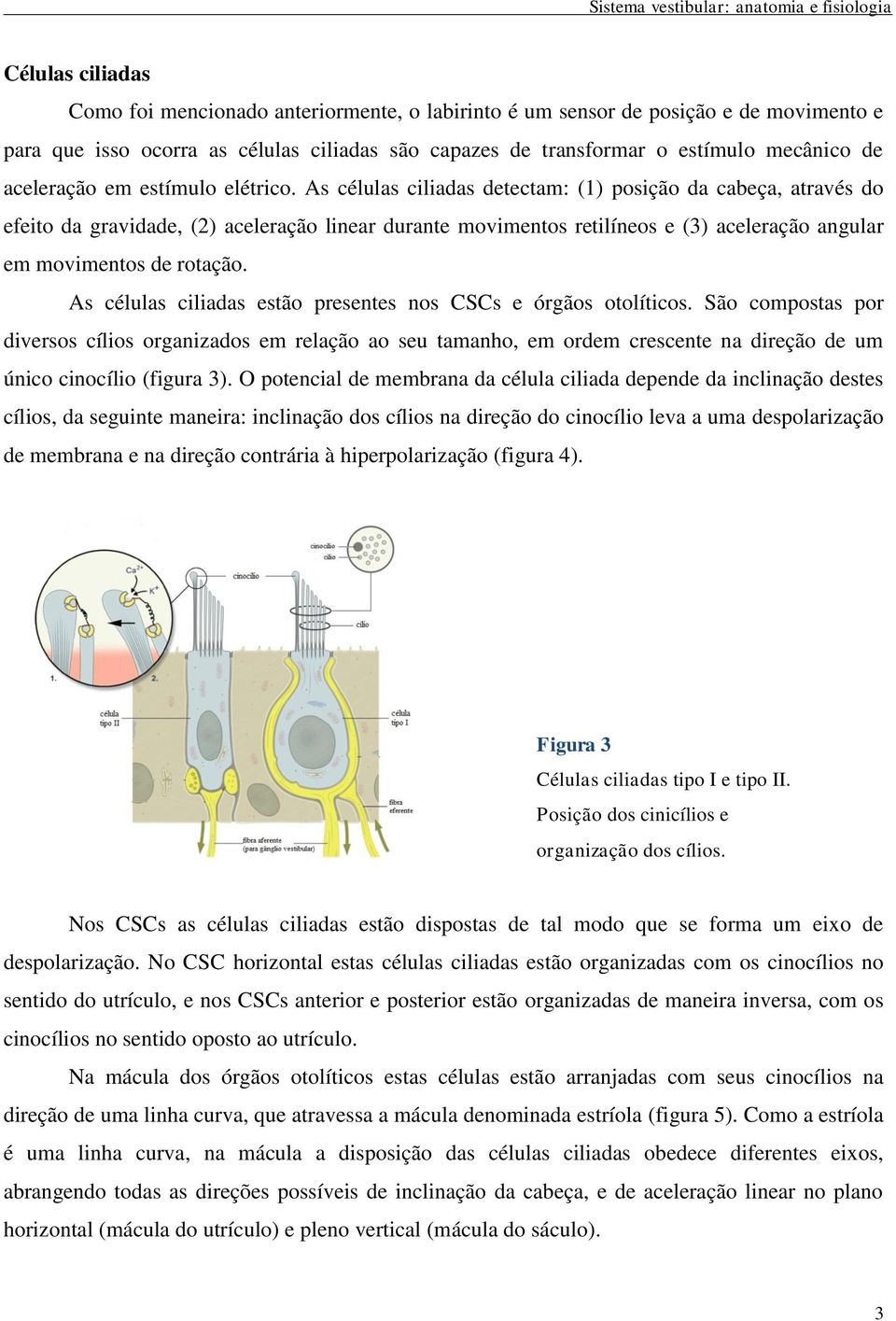 As células ciliadas detectam: (1) posição da cabeça, através do efeito da gravidade, (2) aceleração linear durante movimentos retilíneos e (3) aceleração angular em movimentos de rotação.