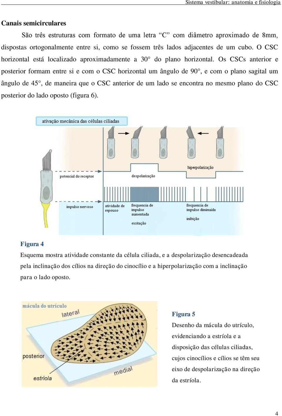 Os CSCs anterior e posterior formam entre si e com o CSC horizontal um ângulo de 90, e com o plano sagital um ângulo de 45, de maneira que o CSC anterior de um lado se encontra no mesmo plano do CSC