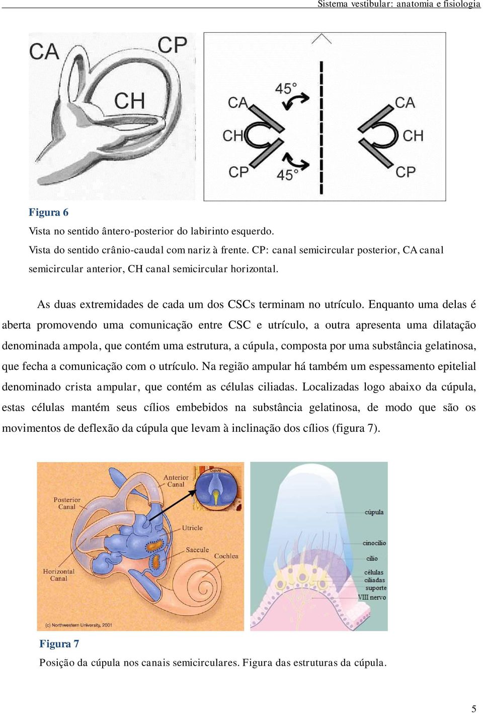 Enquanto uma delas é aberta promovendo uma comunicação entre CSC e utrículo, a outra apresenta uma dilatação denominada ampola, que contém uma estrutura, a cúpula, composta por uma substância