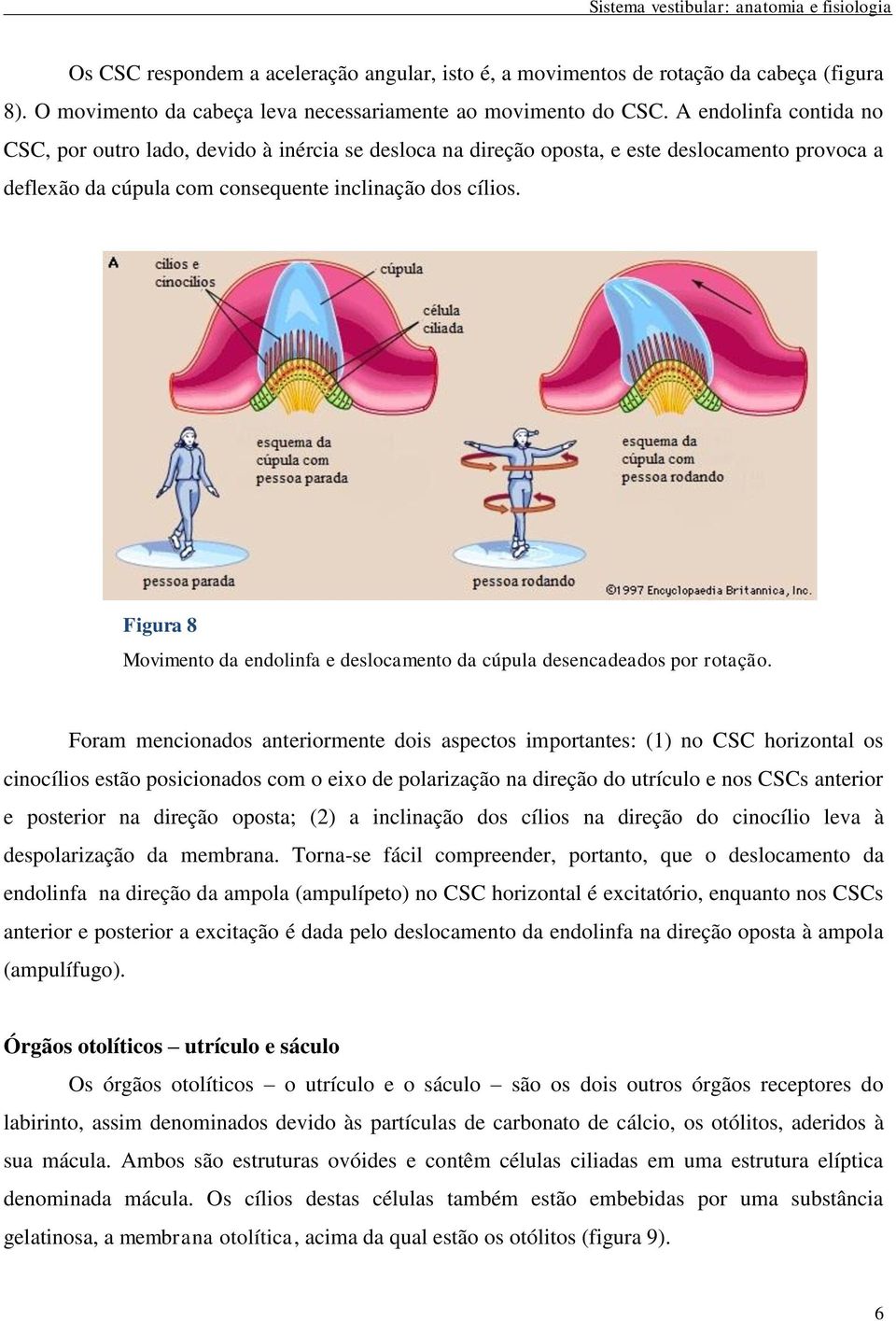 Figura 8 Movimento da endolinfa e deslocamento da cúpula desencadeados por rotação.