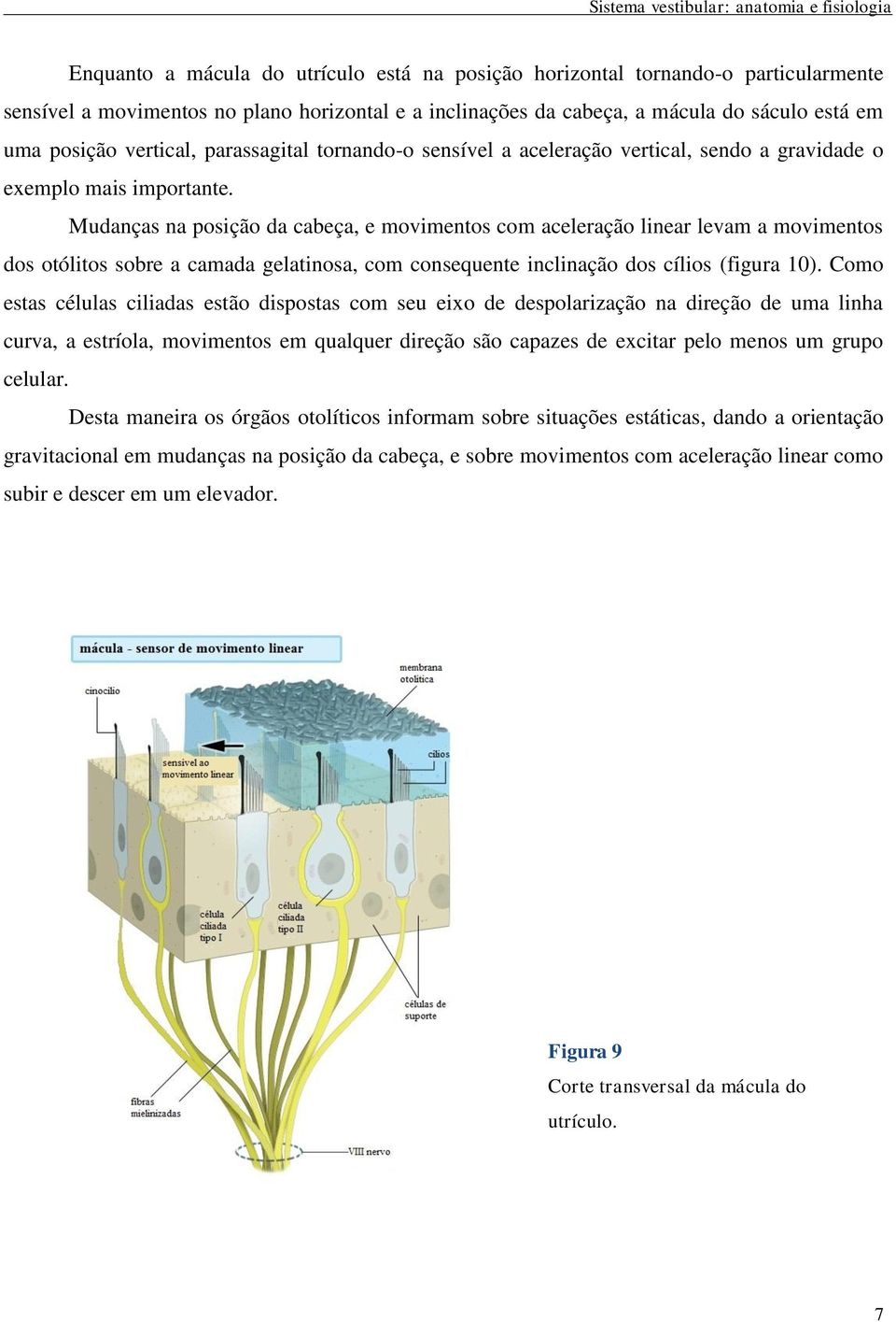 Mudanças na posição da cabeça, e movimentos com aceleração linear levam a movimentos dos otólitos sobre a camada gelatinosa, com consequente inclinação dos cílios (figura 10).