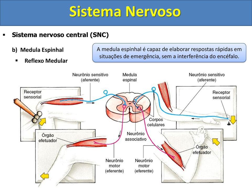 respostas rápidas em situações de