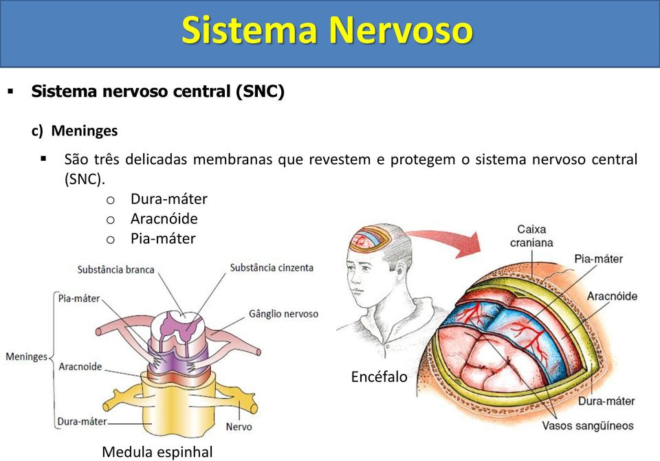 sistema nervoso central (SNC).
