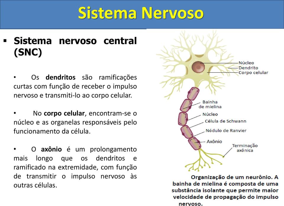 No corpo celular, encontram-se o núcleo e as organelas responsáveis pelo funcionamento da