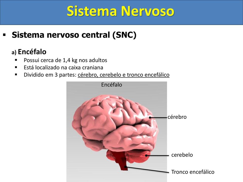 Dividido em 3 partes: cérebro, cerebelo e