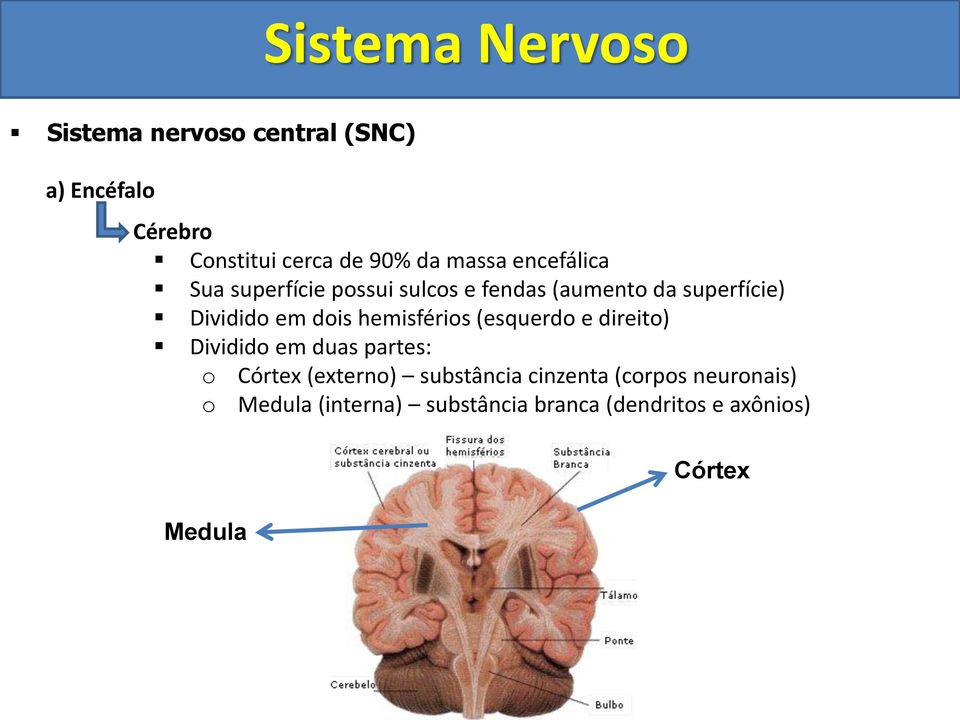 (esquerdo e direito) Dividido em duas partes: o Córtex (externo) substância