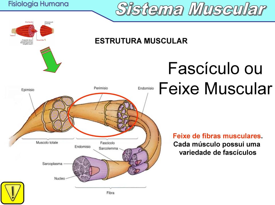 fibras musculares.